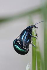 Chrysolina coerulans