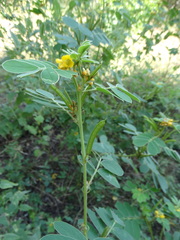 Senna uniflora