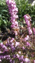 Apis mellifera