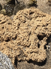 Phragmatopoma caudata