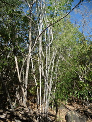 Diphysa occidentalis