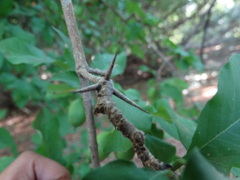 Randia armata armata