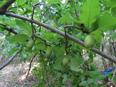 Randia armata armata