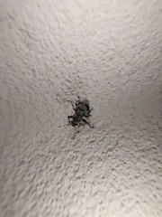 Pantomorus postfasciatus