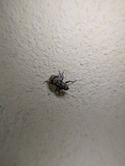 Pantomorus postfasciatus