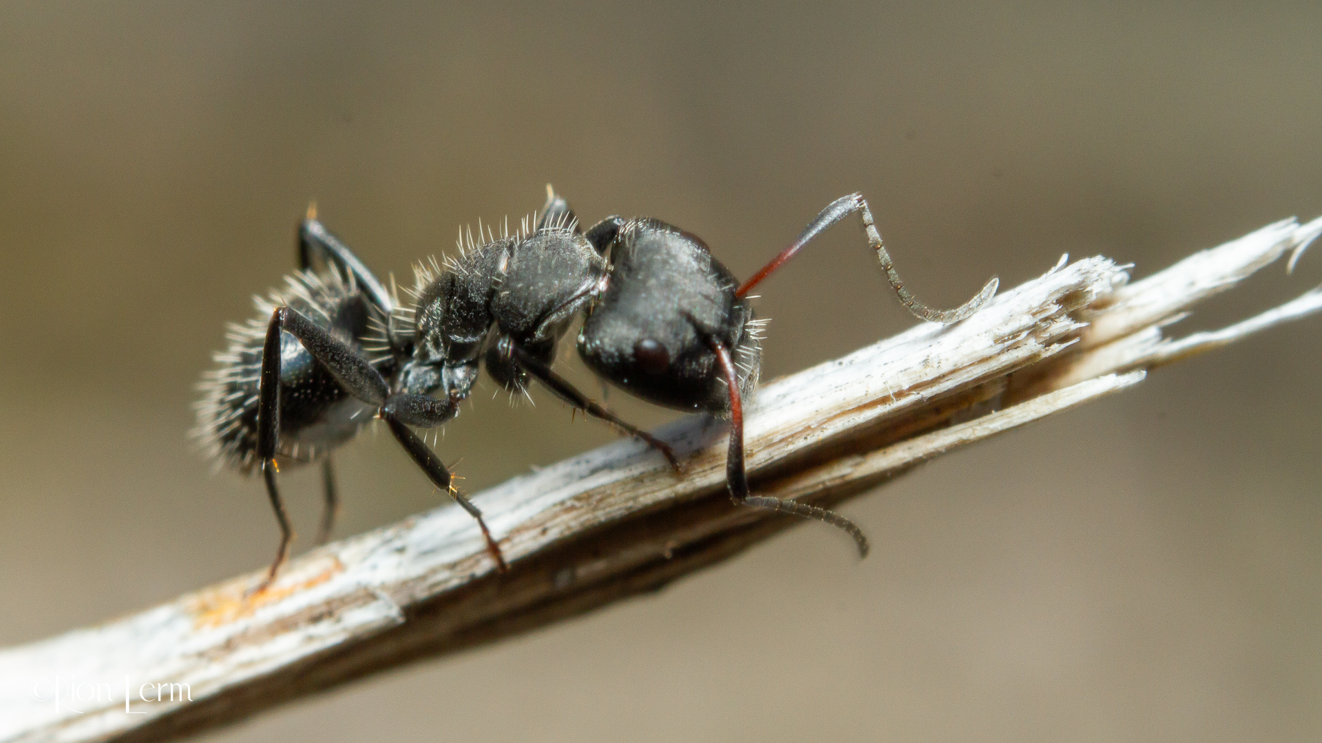 Myrmacrhaphe