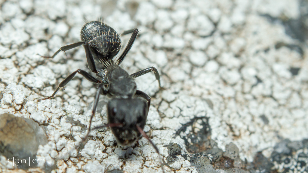 Myrmacrhaphe