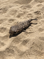 Chilomycterus reticulatus