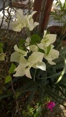 Bougainvillea
