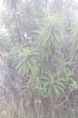 Siphocampylus giganteus