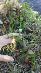 Antennaria flagellaris