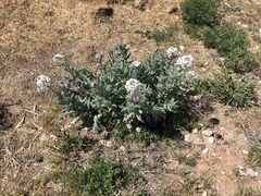 Dimorphocarpa candicans