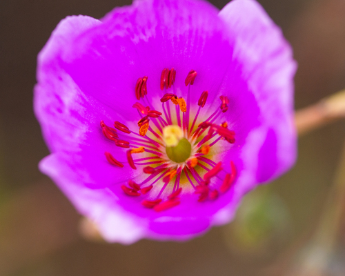 Cistanthe grandiflora