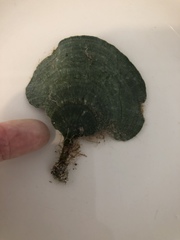 Udotea flabellum