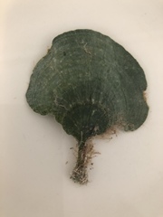Udotea flabellum