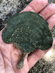 Udotea flabellum