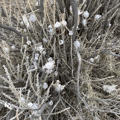 Tetradymia glabrata