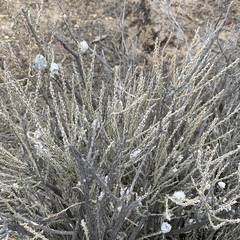 Tetradymia glabrata