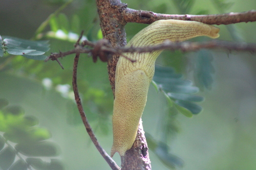 Madagascar Banana Slug