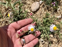 Erigeron tracyi