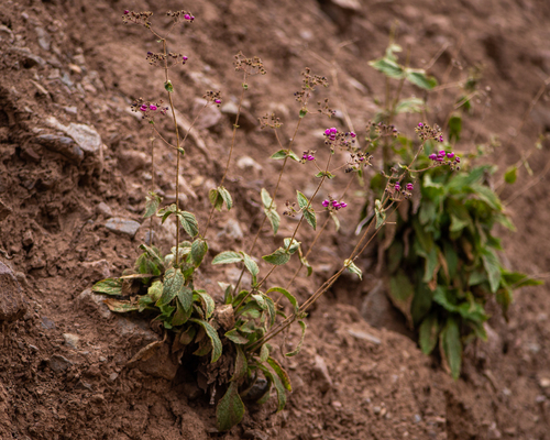Calceolaria purpurea (Calceolaria purpurea)