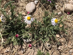 Erigeron tracyi