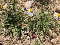 Erigeron tracyi