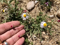 Erigeron tracyi