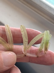 Halophila