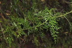 Centropogon dissectus