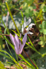Cyclamen creticum