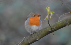 Erithacus rubecula
