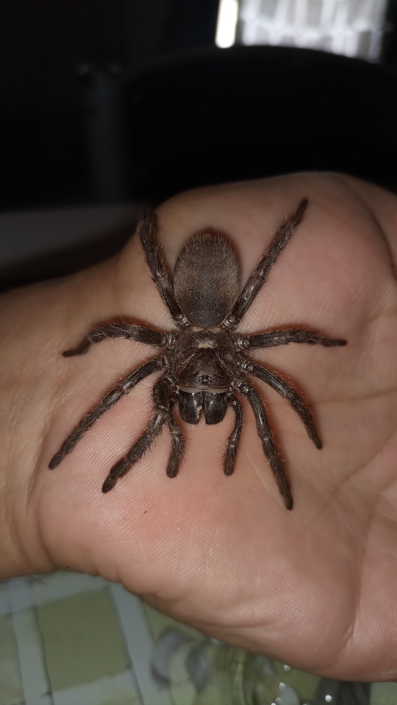 Diplothelopsinae