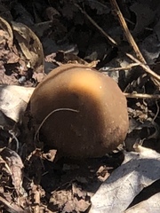 Psathyrella atrospora