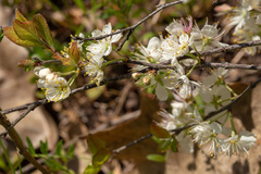 Prunus gracilis