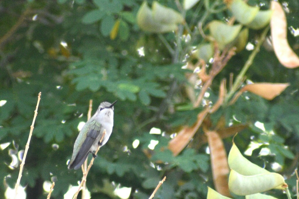 Hummingbirds from Miramonte at the River, Tucson, AZ, USA on November