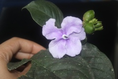 Brunfelsia grandiflora