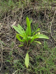 Rumex verticillatus