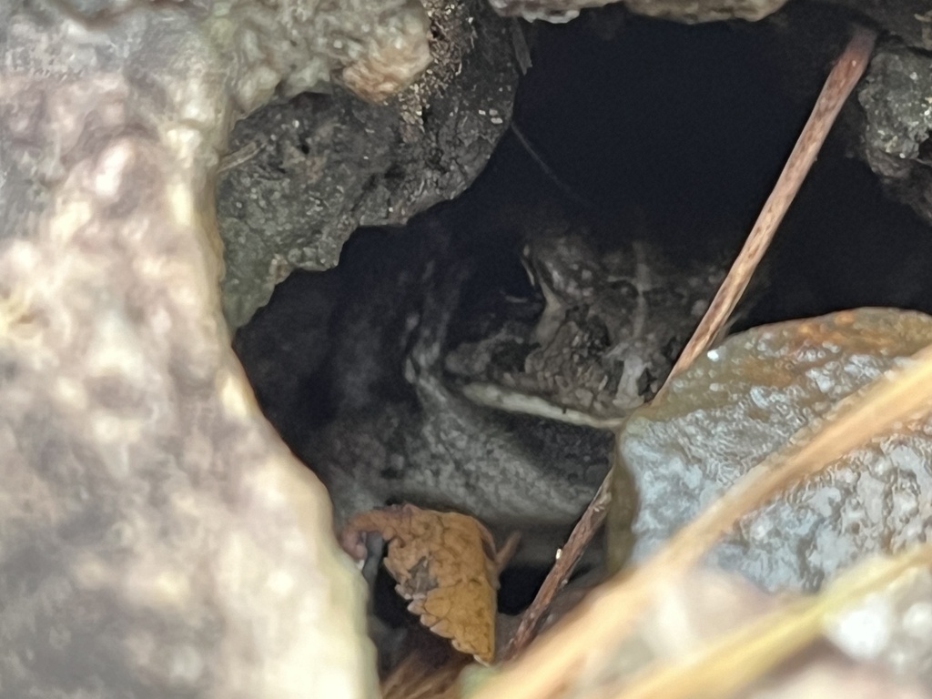 Fowler's Toad from Apex, NC, US on November 17, 2023 at 04:02 PM by ...