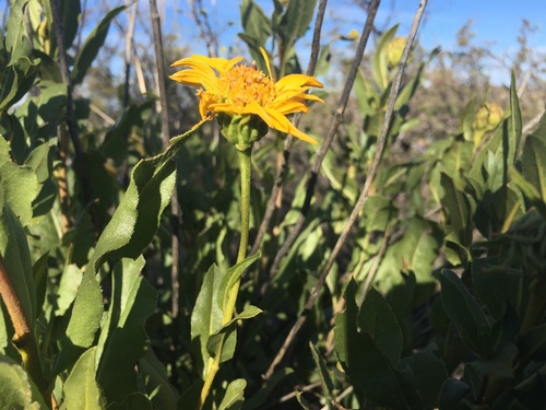 Pringle's Tarwort (Flourensia pringlei)