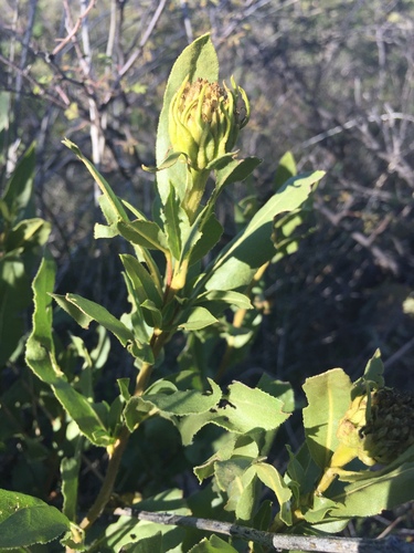 Image of Flourensia pringlei by (c) Oscar C. González Martínez, some rights reserved (CC BY-SA)