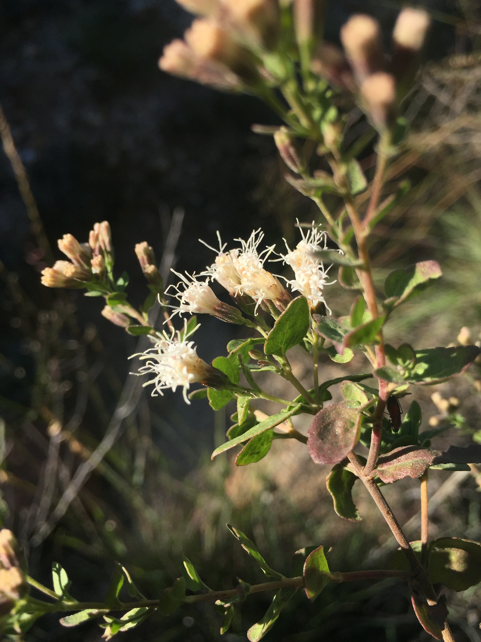 Ageratina wrightii