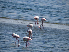 Phoenicopterus roseus