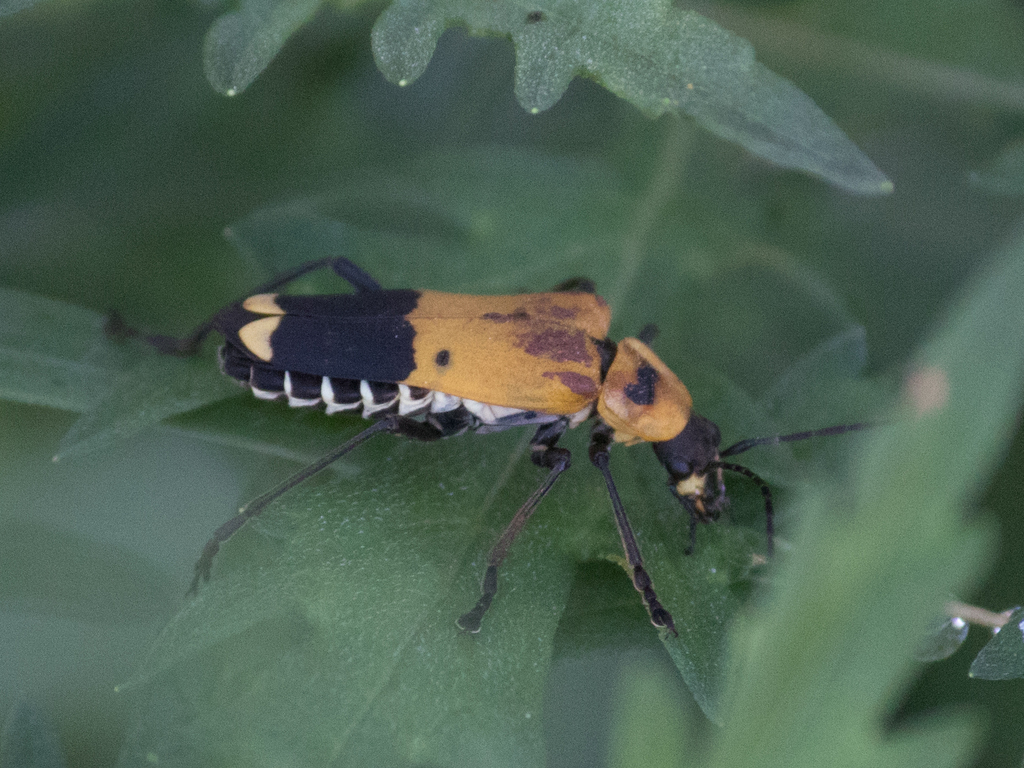 soldier beetle
