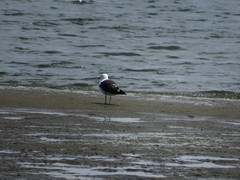 Larus dominicanus vetula
