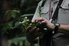 Nautilocalyx ecuadoranus