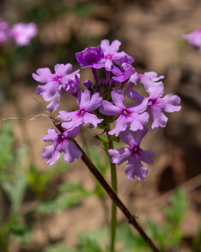 Rose Vervain (Murfreesboro Indigenous Plant Project (MIPP) Guide