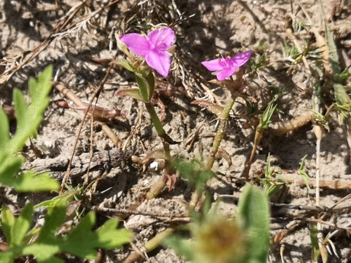 Image of Callisia micrantha by (c) José Francisco Colorado-Dapa, some rights reserved (CC BY-SA)
