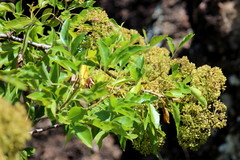 Heteromorpha arborescens