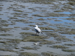 Chroicocephalus hartlaubii